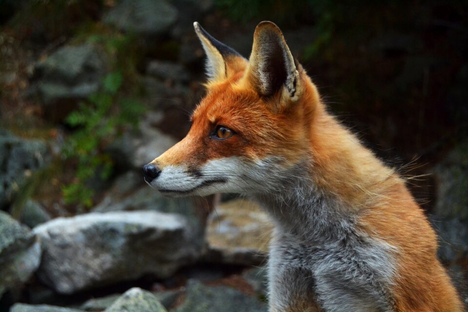 Face looking nature