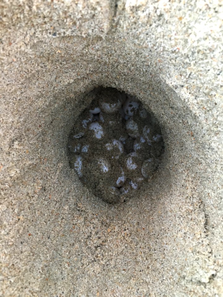 Loggerhead sea turtle nest found on August 18, 2020 south of Ramp 44, then relocated