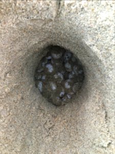 Loggerhead sea turtle nest found on August 18, 2020 south of Ramp 44, then relocated