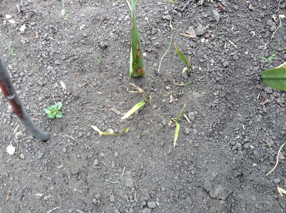 Yucca filamentosa seedlings