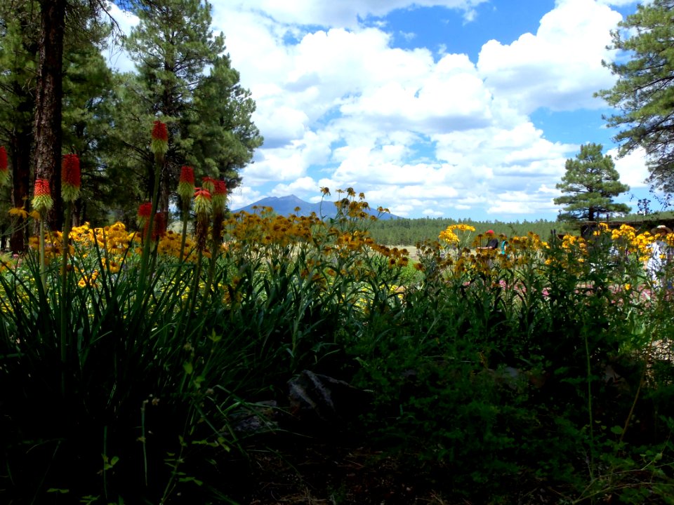 Arboretum at Flagstaff Penstemon Festival