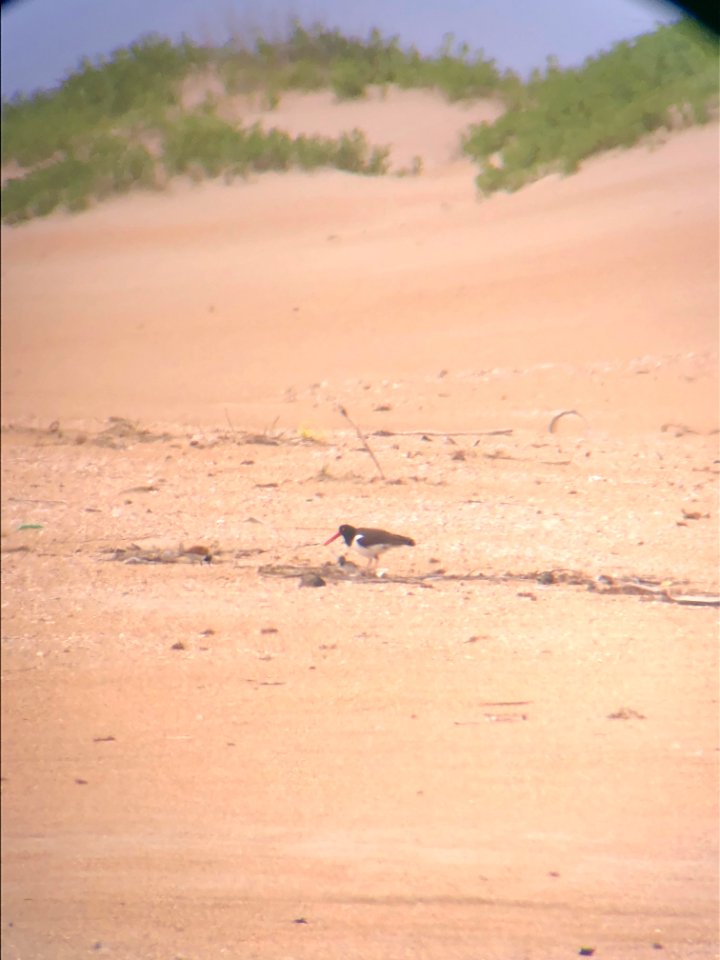 Adult American oystercatcher with chicks near Cape Point