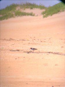Adult American oystercatcher with chicks near Cape Point