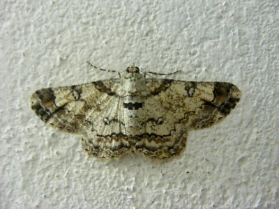 Cleora fraterna, Geometridae, Ennominae.