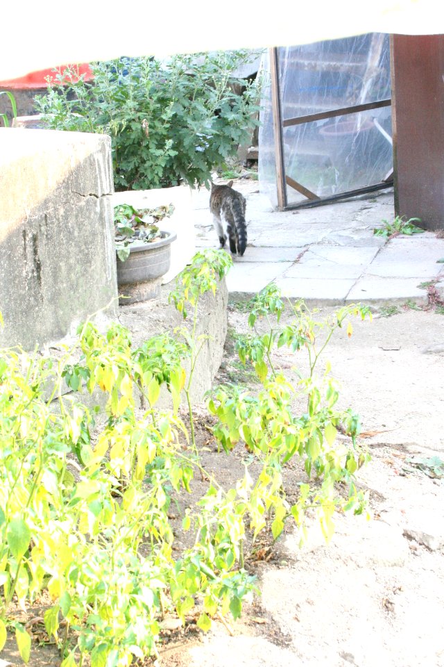 오래된 골목