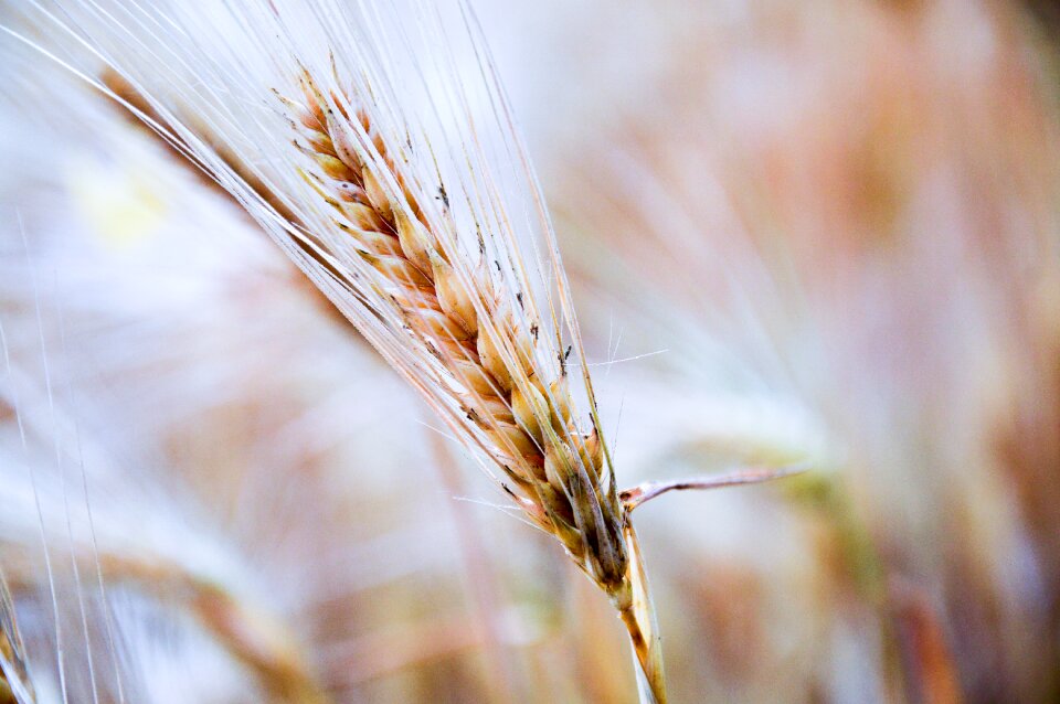 Agriculture wheat field crop