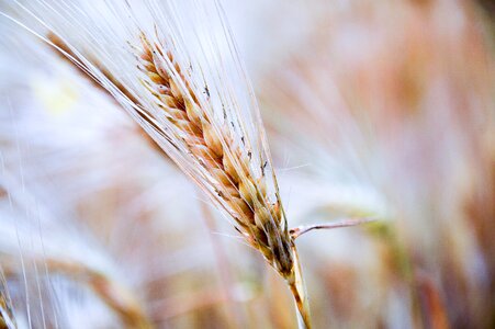 Agriculture wheat field crop photo