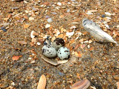 Least tern eggs found on Hatteras Island (3) 2020 photo