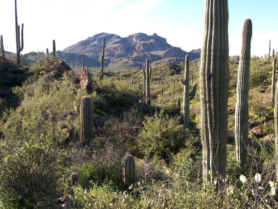 Superstition Wilderness