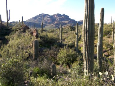 Superstition Wilderness