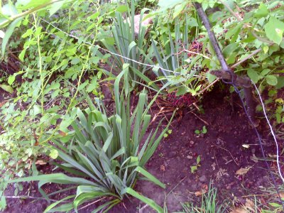 Yucca filamentosa