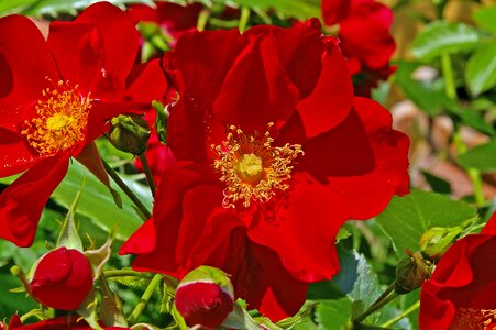Red stamens blossom