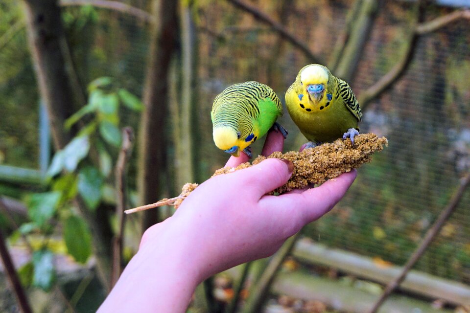 Trustful trust animal