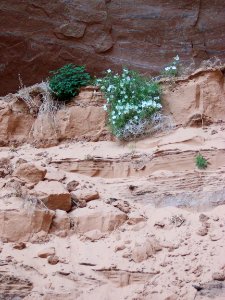 Lake Powell - Davis Gulch 2005