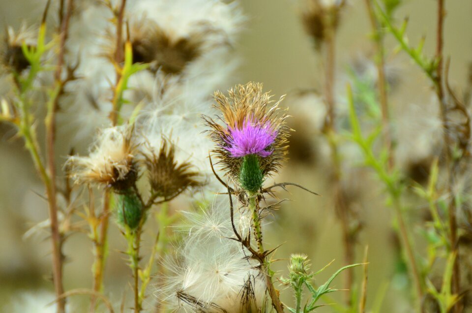 Violet pappus flower coronary