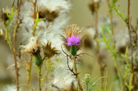 Violet pappus flower coronary
