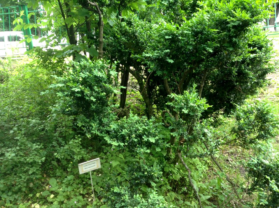 Buxus sempervirens