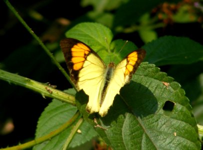 Yellow Orange Tip Ixias pyrene