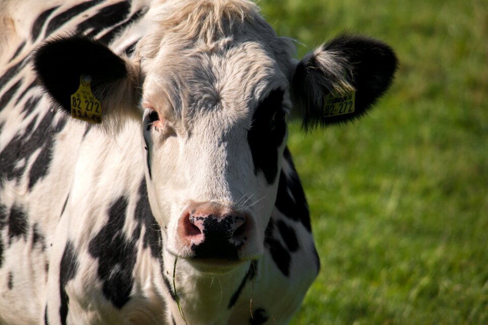 Head cow head stains