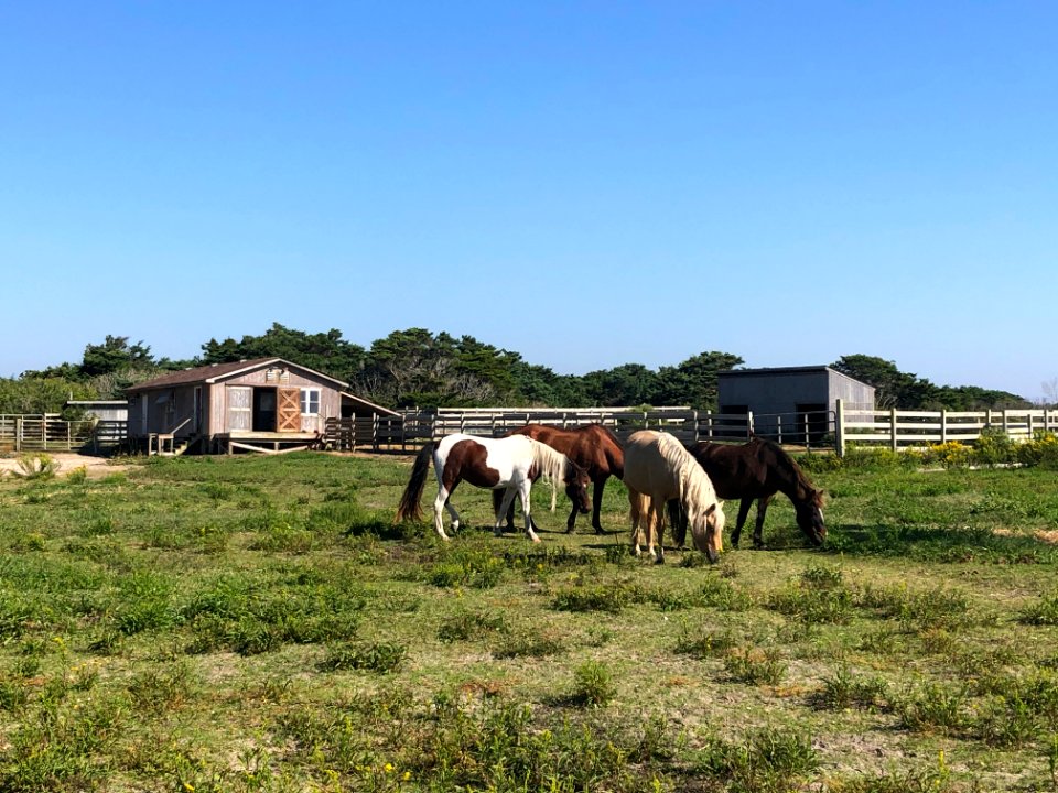 Ocracoke ponies 10-08-2020