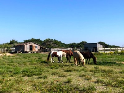 Ocracoke ponies 10-08-2020