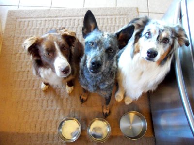 Where's dessert?
