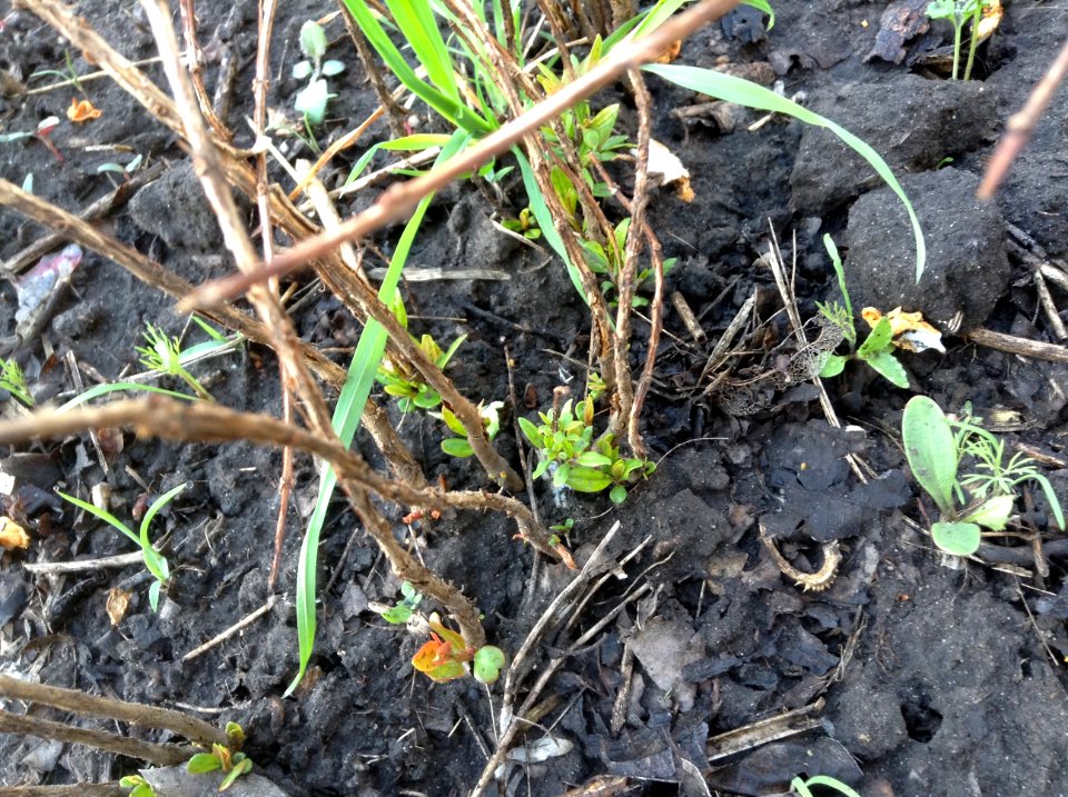Punica granatum seedlings