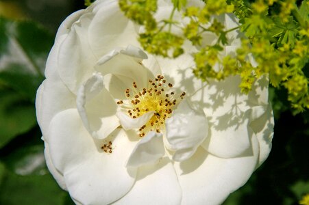 White stamens blossom