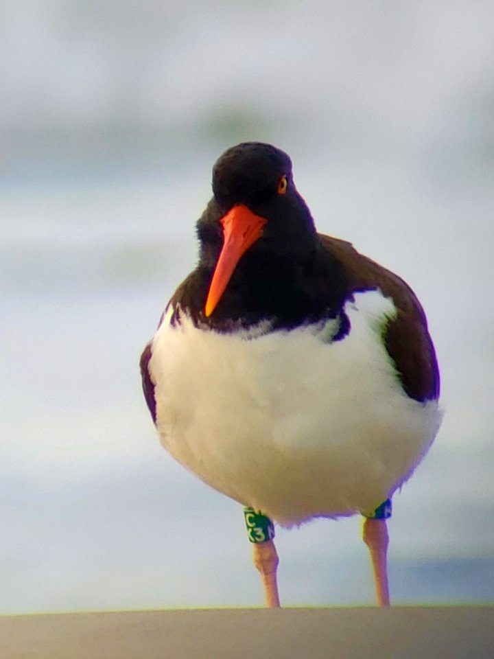 American oystercatcher closeup view on Ocracoke Island