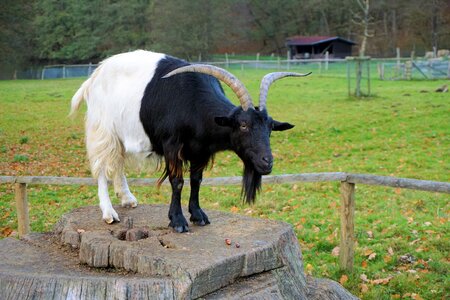 Domestic goat goat goatee photo