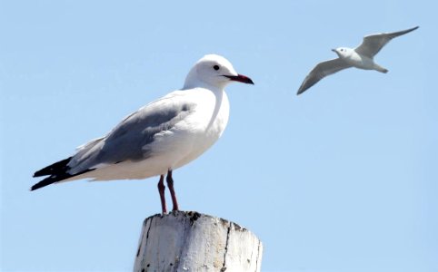 Seagull - sea watcher