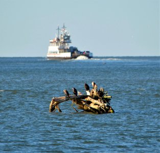 Cormorants sleeping on a dead snag, unfazed by the loud ferries