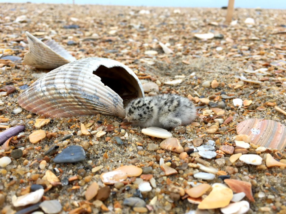 Least tern chick on Hatteras Island 2020