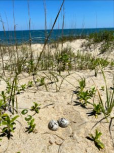 American oystercatcher two-egg nest located south of Ramp 27 on Hatteras Island
