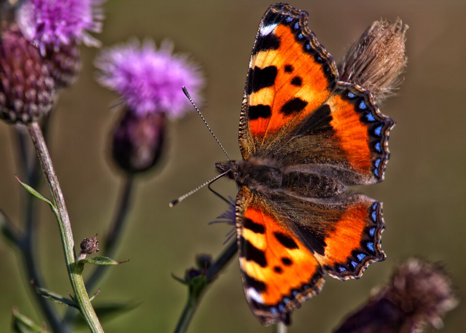Nature close up colorful