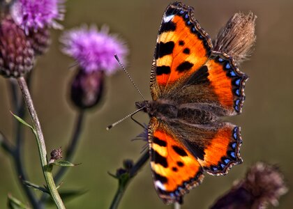 Nature close up colorful photo