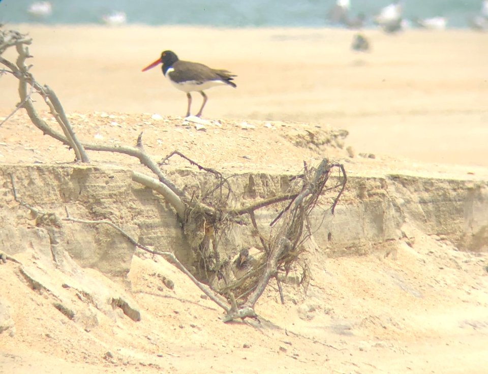 Adult American oystercatcher with hiding chick at Cape Point 06-20-2020