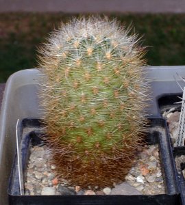 Matucana comacephala Pomabamba [Author PTKS Public Domain]