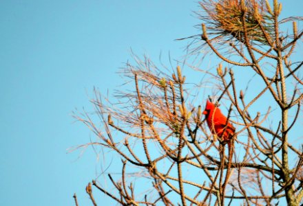 Male northern cardinal perched near the old Coast Guard Station on Bodie Island. photo