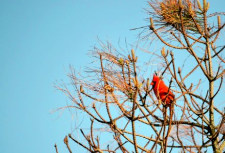 Male northern cardinal perched near the old Coast Guard Station on Bodie Island.