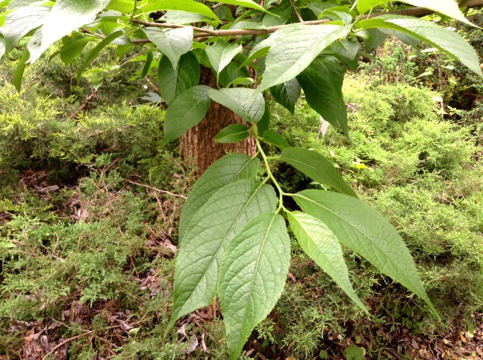 Eucommia ulmoides. Leaves