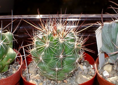 Thelocactus lausserii [Author PTKS Public Domain]