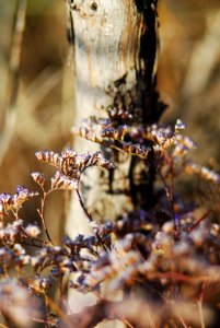 Limonium narbonense