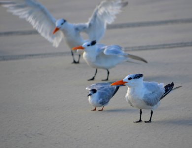 A nice size comparison between Royal and Common Terns--both in nonbreeding plumage (photo-bombed by the Royal Tern in the back) photo