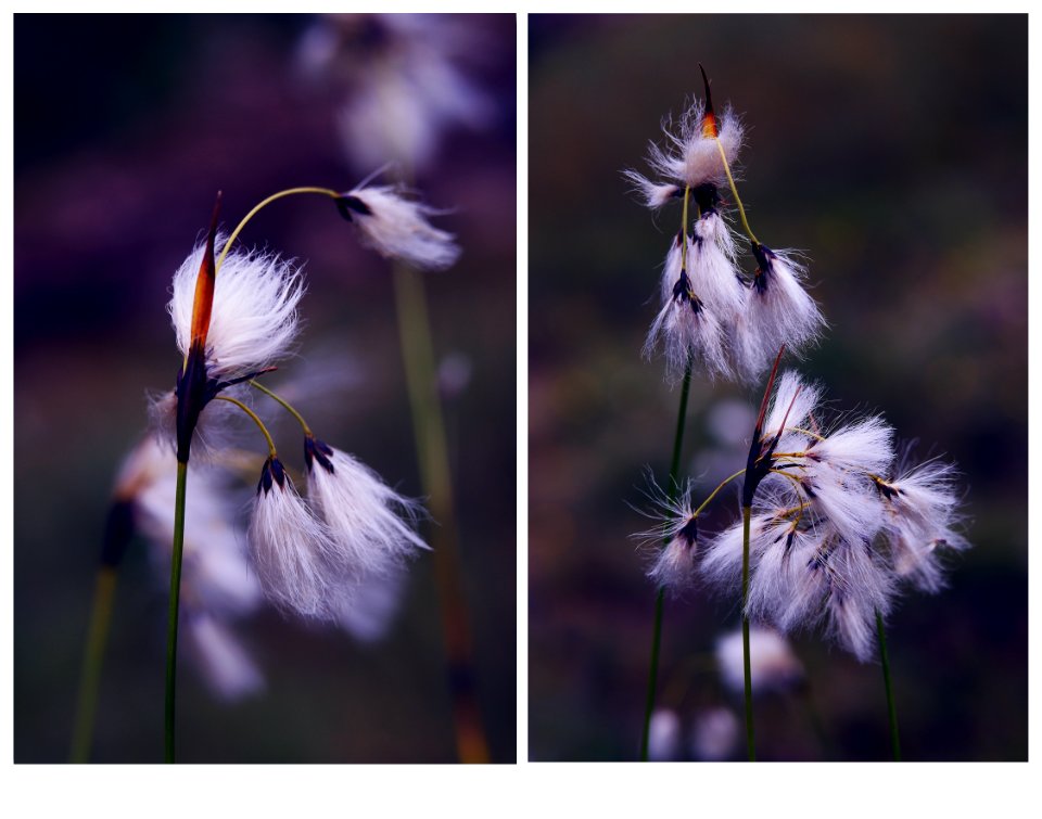 Common cottongrass