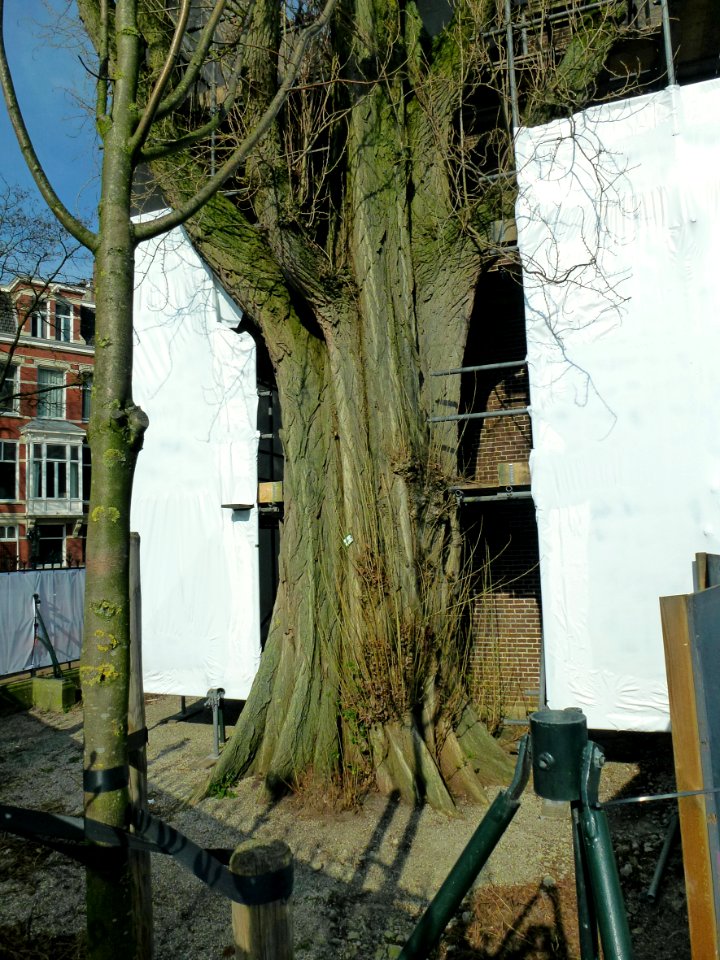 2014.03 - Amsterdam photo, Urban tree trunk in early Spring, on the corner of Rijksmuseum in renovation; a geotagged free urban picture, in public domain / Commons CCO; city photography by Fons Heijnsbroek, The Netherlands photo