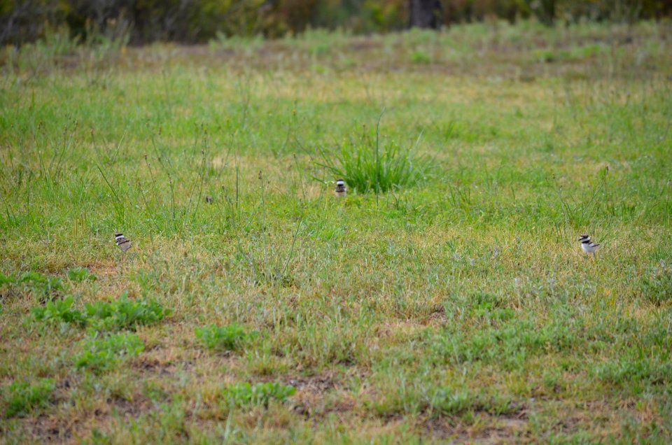 A brood of three killdeer chicks in the area of Bodie Island Old Coast Guard Station