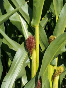 Cultivation cornfield corn leaves photo