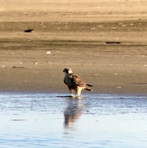 Peregrine falcons have returned Outer Banks for the winter! This individual was observed prowling the flats on South Point