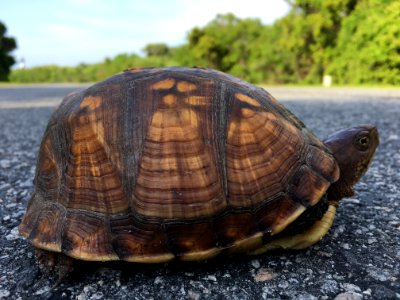 Eastern box turtle crossing Lighthouse Road